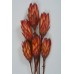 REPENS Red 12" (BULK)-